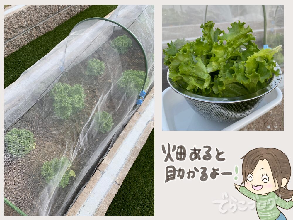 畑を作った